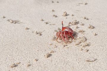Sally Lightfoot crab, North Seymour Island, Galapagos Islands,  Ecuador
