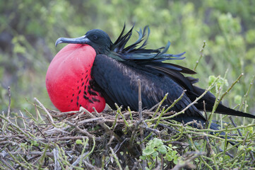 Great Frigatebird male (Fregata minori), Genovesa Island, Galapagos, Ecuador