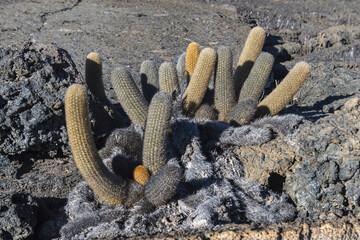 Lava Cactus (Brachycereus nesioticus), Punta Morena, Isabela Island, Galapagos, Ecuador