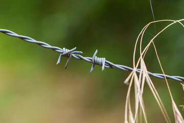 Barbed wire fence with barbs on a natural background