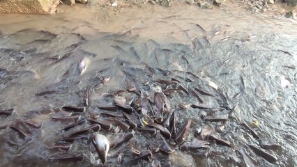 group of catfish in river