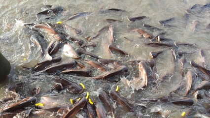group of catfish in river
