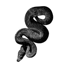 Obraz premium Banana Ball Python hand drawing vector illustration isolated on background