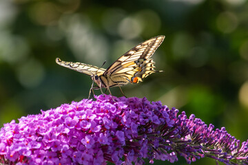 Schwalbenschwanz Schmetterling sitzend auf Flieder mit offenen Flügel