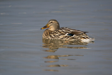 Female Mallard (Anas platyrhynchos) swimming in the lake