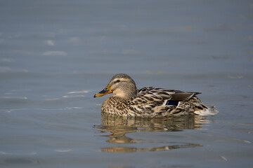 Female Mallard (Anas platyrhynchos) swimming in the lake