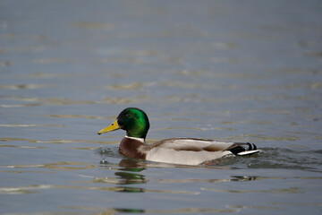 Male Mallard (Anas platyrhynchos) swimming in lake