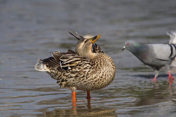 Female Mallard (Anas platyrhynchos) perched on lake shore