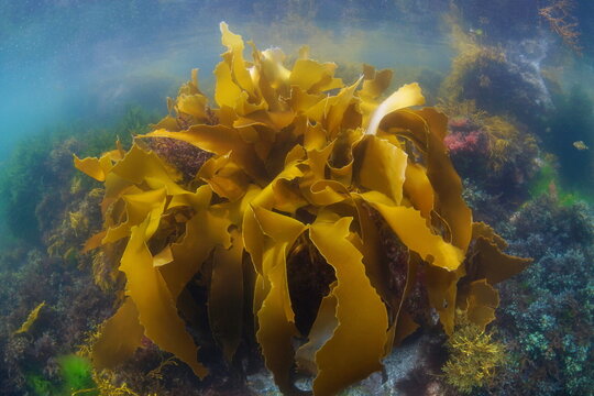 Alga Golden kelp underwater in the Atlantic ocean (Laminaria ochroleuca seaweed), Spain