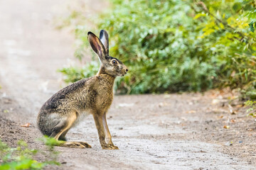 Single hare in summer nature. European brown hare.