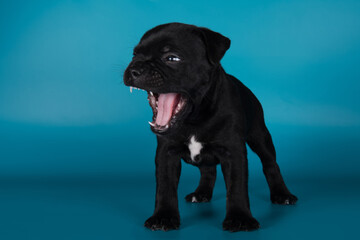 Black male American Staffordshire Terrier dog or AmStaff puppy on blue background