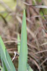 Obraz premium Blue flax lily