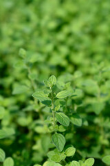 Common marjoram