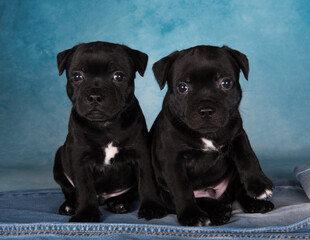 Black male American Staffordshire Terrier dogs or AmStaff puppies on blue background