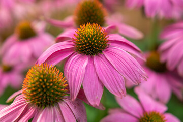 Sonnenh&uuml;te - Echinacea Blume