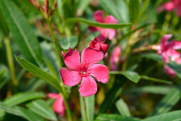 Oleander Emile Sahut