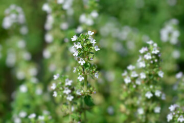 Lemon Thyme