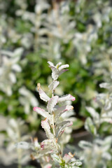 Fototapeta premium Wintercreeper Harlequin