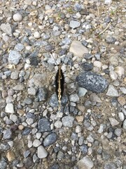 Schmetterling Trauermantel