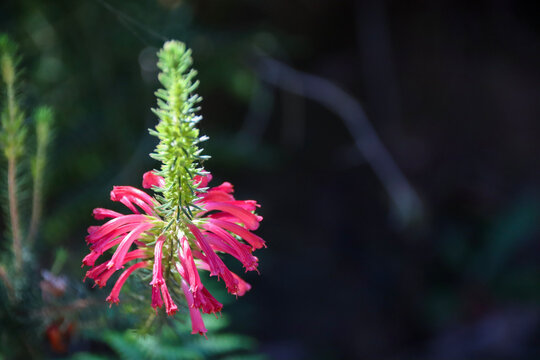 Close-up macro shot of a blooming pink Erica mammosa flower, Nine-pin Heath, indigenous South African fynbos flora