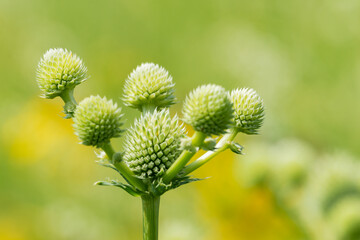 A close up shot of Rattlesnake Master, aka. button snakeroot, bear grass, button eryngo