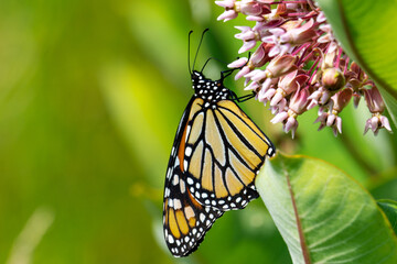 A monarch butterfly feasts on the nectar of milkweed blooms.