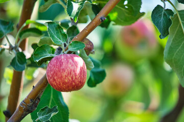 Ripening apples hanging tree against background green foliage on bright sunny summer day.