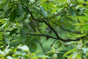 japanese tit caught a cicada
