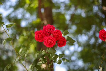 red roses in garden