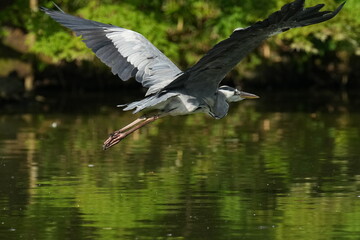 grey heron in a forest