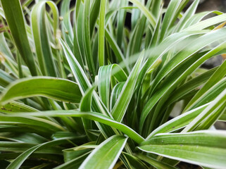 close up of grass