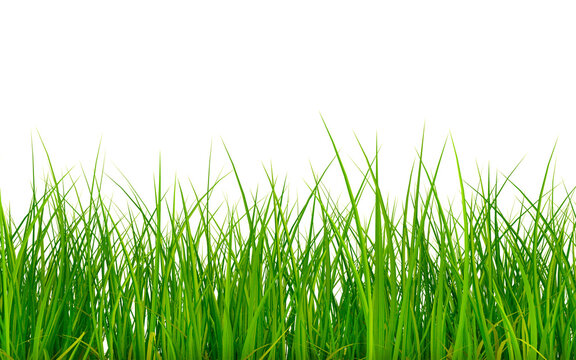 Grass profile isolated