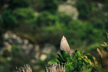 butterfly on the grass