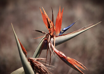 bird of paradise