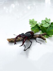 beetle on a white background