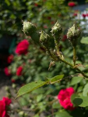 red and white flowers