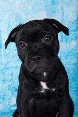Black male American Staffordshire Bull Terrier dog puppy on blue background
