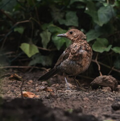 Young blackbird on the soil in the garden
