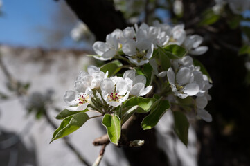 Spring white blossom of pear tree, garden with fruit trees in Betuwe, Netherlands