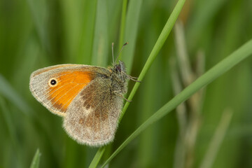Meadow Brown butterfly sitting on a blade of grass in the meadow