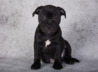 Black female American Staffordshire Bull Terrier dog puppy on gray background
