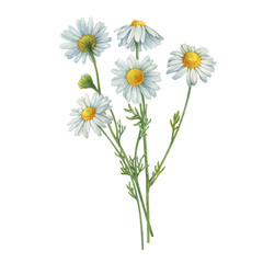 Fototapeta Bouquet with white Matricaria chamomilla flowers (chamomile, kamilla, scented mayweed, whig plant, mother's daisy). Watercolor hand drawn painting illustration, isolated on white background. obraz