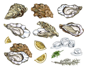 Oyster mollusk in shells with rosemary, lemon and ice - sketch vector illustration isolated on white background.