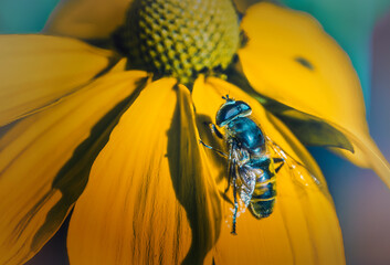 Biene auf einer gelben Blüte © Dietmar