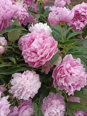 Obraz premium pink hydrangea flowers