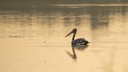 Spot billed pelican on water surface