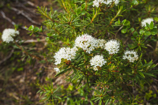 White rosemary flowers in the tundra