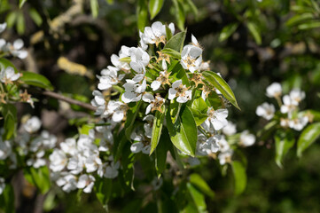 Spring white blossom of pear tree, fruit orchards in Betuwe, Netherlands