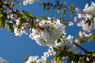 Spring blossom of sweet cherry tree, fruit orchards in Betuwe, Netherlands
