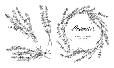 Hand drawn lavender bunches and wreath, outline sketch vector illustration isolated on white background. © sabelskaya